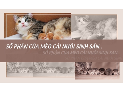 SỐ PHẬN CỦA MÈO CÁI NUÔI SINH SẢN