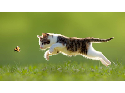 CÂU CHUYỆN CẢM ĐỘNG VỀ MỘT CHÚ MÈO NHẬN CÔ CHÓ LÀM MẸ, SAU KHI CHÓ MẸ CHẾT VẪN QUAY LẠI TÌM CÂU CHUYỆN CẢM ĐỘNG VỀ MỘT CHÚ MÈO NHẬN CÔ CHÓ LÀM MẸ, SAU KHI CHÓ MẸ CHẾT VẪN QUAY LẠI TÌM