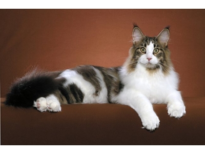 TÌM HIỂU VỀ GIỐNG MÈO MAINE COON