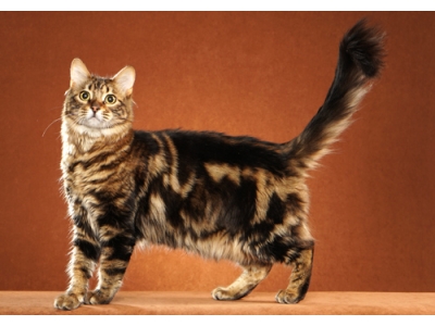TÌM HIỂU VỀ GIỐNG MÈO BENGAL LÔNG DÀI