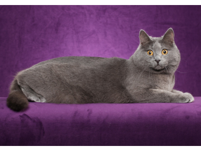TÌM HIỂU VỀ GIỐNG MÈO CHARTREUX TÌM HIỂU VỀ GIỐNG MÈO CHARTREUX