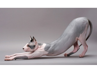 TÌM HIỂU VỀ GIỐNG MÈO NHÂN SƯ (SPHYNX)