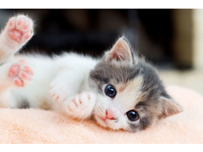 Vòng đời của mèo như thế nào ?