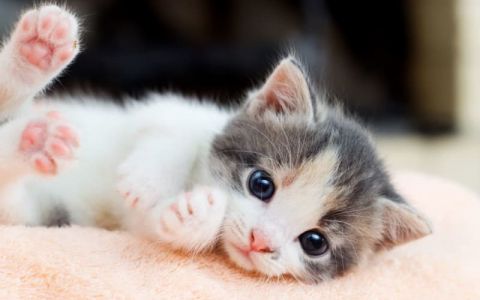 Vòng đời của mèo như thế nào ?