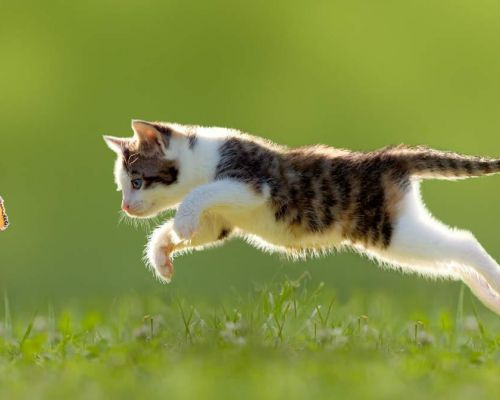 CÂU CHUYỆN CẢM ĐỘNG VỀ MỘT CHÚ MÈO NHẬN CÔ CHÓ LÀM MẸ, SAU KHI CHÓ MẸ CHẾT VẪN QUAY LẠI TÌM