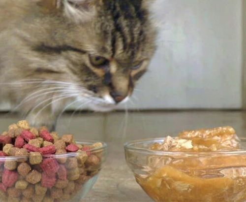 Các loại thức ăn mà mèo yêu thích