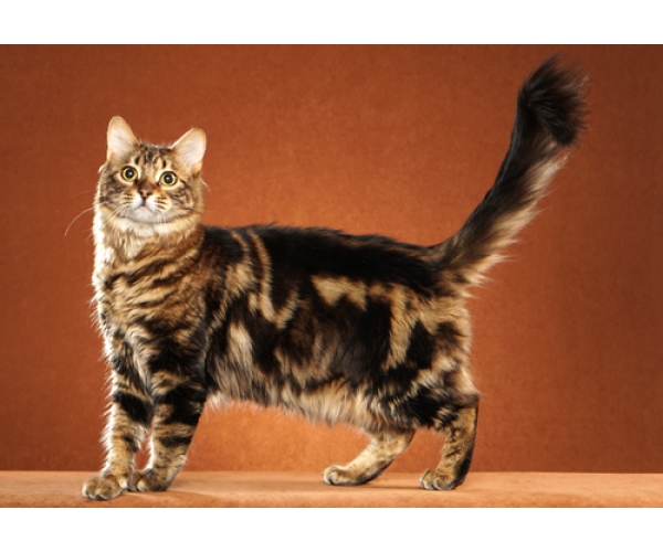TÌM HIỂU VỀ GIỐNG MÈO BENGAL LÔNG DÀI