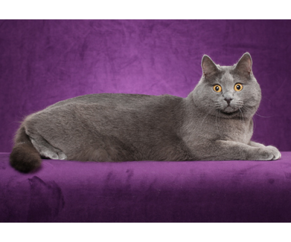 TÌM HIỂU VỀ GIỐNG MÈO CHARTREUX