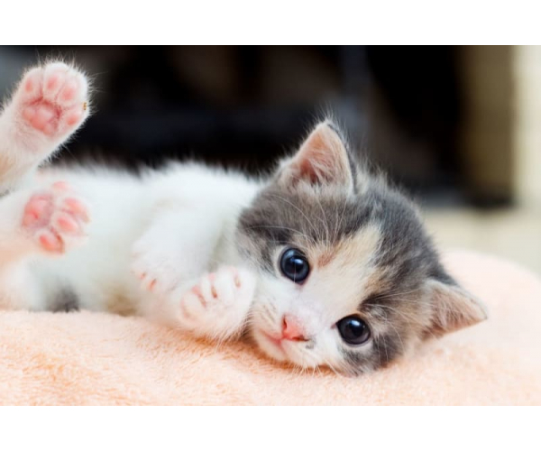 Vòng đời của mèo như thế nào ?