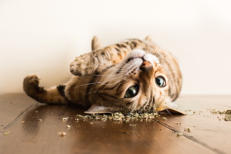 TẠI SAO CATNIP KHIẾN MÈO HƯNG PHẤN ?