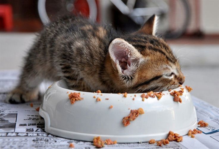 Cho mèo ăn một bữa mỗi ngày