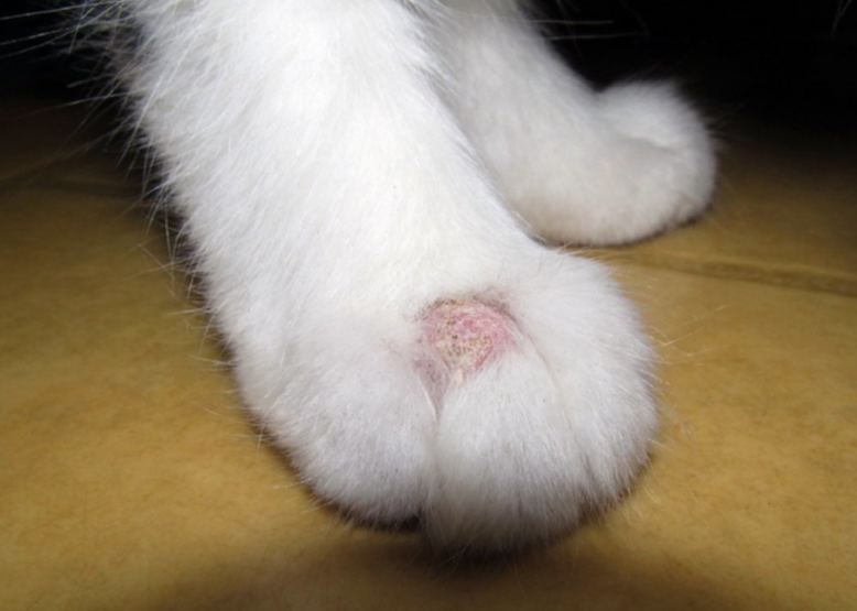 Bệnh nấm da trên mèo 1