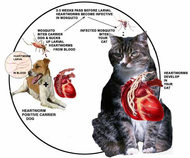 Stomach worms (Ollanulus tricuspis and Physaloptera) 4