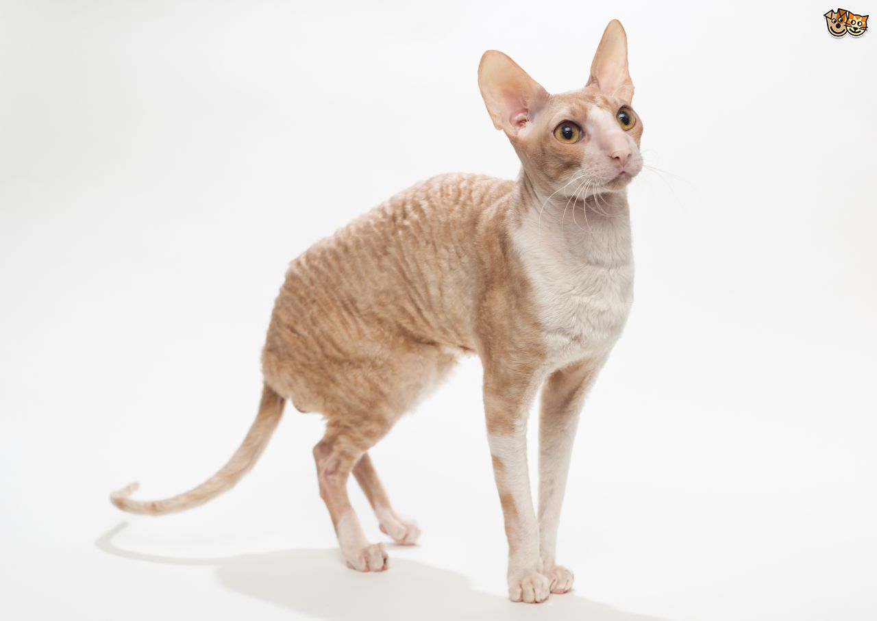 TÌM HIỂU VỀ GIỐNG MÈO LÔNG XOẮN CORNISH REX 1