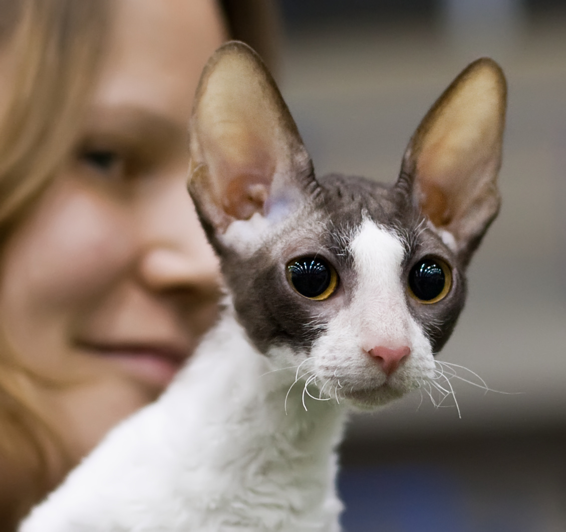 TÌM HIỂU VỀ GIỐNG MÈO LÔNG XOẮN CORNISH REX 2