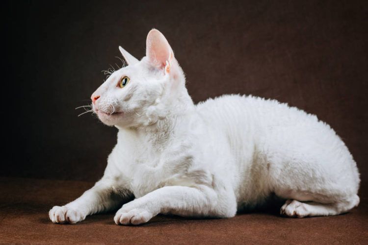 TÌM HIỂU VỀ GIỐNG MÈO LÔNG XOẮN CORNISH REX 3