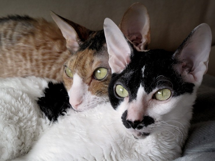 TÌM HIỂU VỀ GIỐNG MÈO LÔNG XOẮN CORNISH REX 4