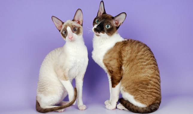 TÌM HIỂU VỀ GIỐNG MÈO LÔNG XOẮN CORNISH REX 5