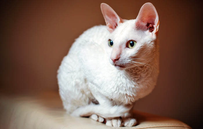 TÌM HIỂU VỀ GIỐNG MÈO LÔNG XOẮN CORNISH REX 6