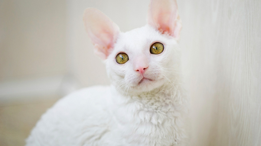 5 LÝ DO BẠN NÊN CHỌN GIỐNG CORNISH REX LÀM THÚ CƯNG 1