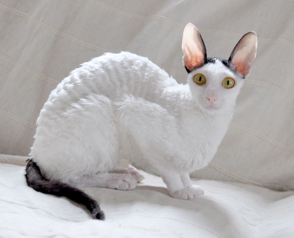 5 LÝ DO BẠN NÊN CHỌN GIỐNG CORNISH REX LÀM THÚ CƯNG 3