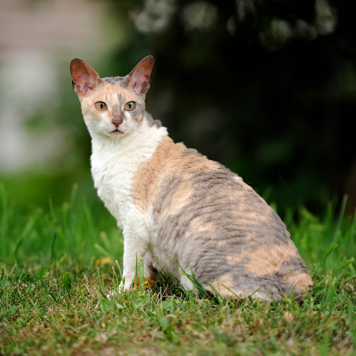 5 LÝ DO BẠN NÊN CHỌN GIỐNG CORNISH REX LÀM THÚ CƯNG 4