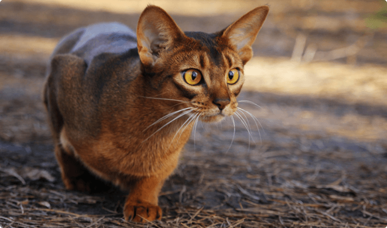 TÌM HIỂU VỀ GIỐNG MÈO ABYSSINIAN 1