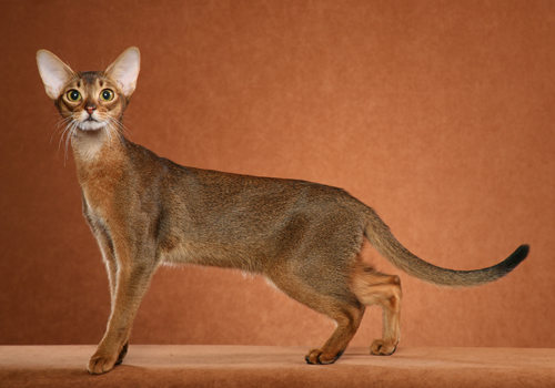 TÌM HIỂU VỀ GIỐNG MÈO ABYSSINIAN 2