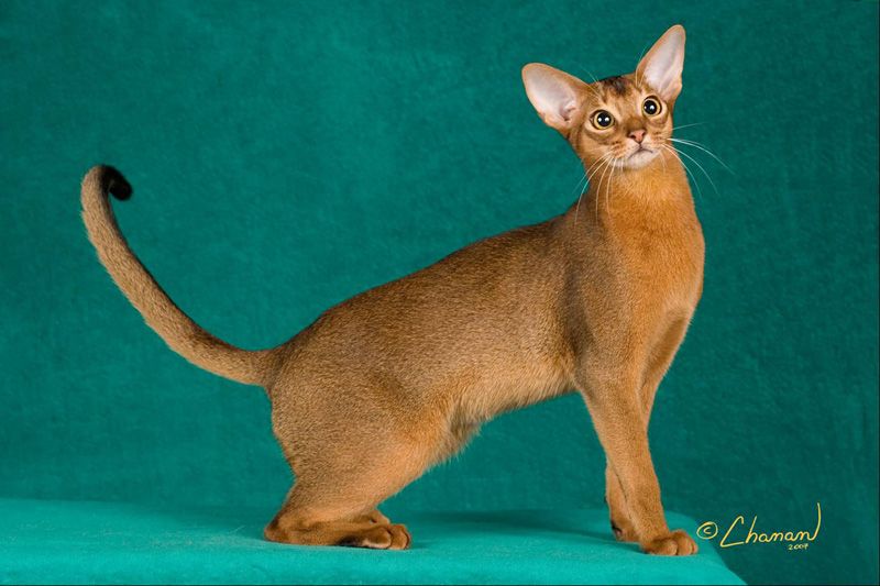 TÌM HIỂU VỀ GIỐNG MÈO ABYSSINIAN 3