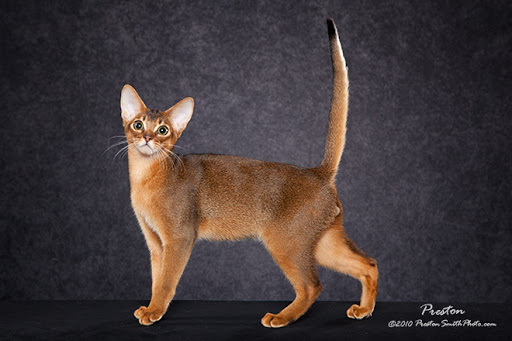 TÌM HIỂU VỀ GIỐNG MÈO ABYSSINIAN 4