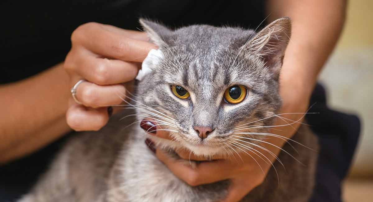 CHĂM SÓC TAI MÈO VÀ NHỮNG ĐIỀU BẠN NÊN BIẾT 1