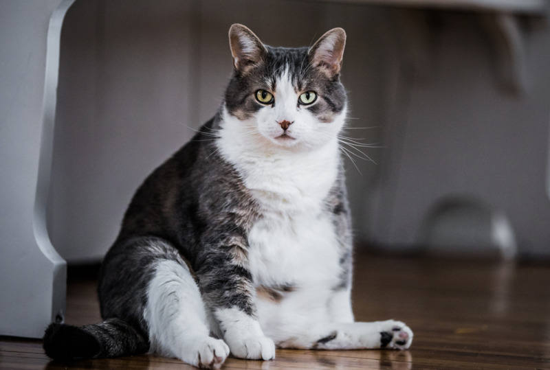 Làm sao để biết mèo bị thừa cân, mập ú u ?