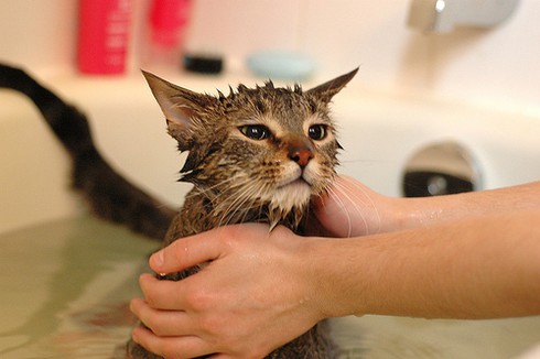 Các nguyên nhân lý giải vì sao mèo sợ nước