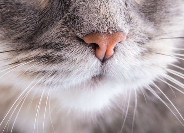 Viêm mũi và viêm xoang mũi trên mèo